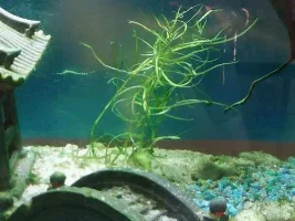 Frustrated with algae killing everything