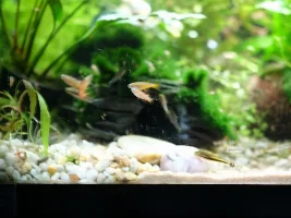 Attempted pics of psuedomugli luminatus/red neon rainbow fish