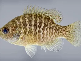 3 season porch tank with native fish…