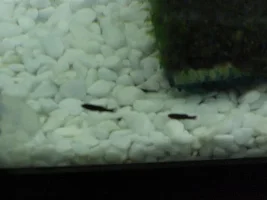 Balloon Molies Fry Help! T_t