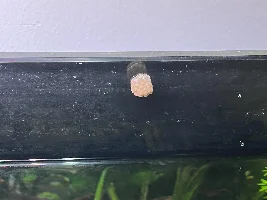 Mysterious Yellowish Eggs and Tiny White Organisms in my 75-Gallon Aquarium