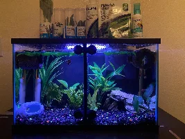 Tips for making your aquarium look nice and pop out?