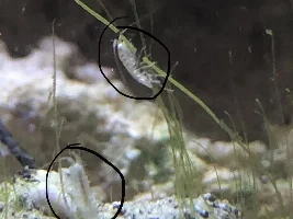 A bunch of weird inverts in my saltwater tank!!!