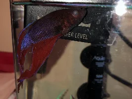 Help! Sick betta