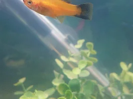 Swordtails breeding - help?