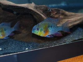 For you, which are the easiest to breed in captivity aquarium fish species (freshwater & brackish)?