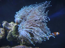 My 125 reef, step by step setup
