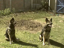 a few pics of my puppies outside