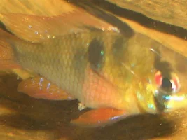 Female Ram Is Off Colour.