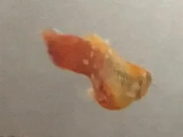Platy looks unwell - help please!