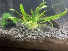 Planting