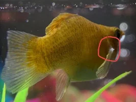 Please identify this white thing on fin-update she isn’t moving it!