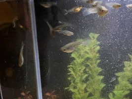 Help identifying these fish