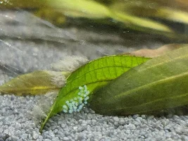 Can anyone identify these eggs?