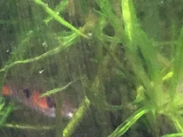 My Tanks