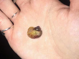 One of my mysteries VERY cracked shell...
