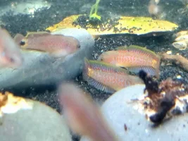 Photos of my fry for the week, before they have to leave me to go to the LPS