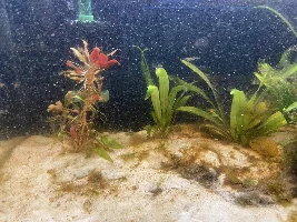 The Adventure Begins - UNS Rimless 20G Planted Tank