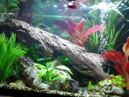 VOTE NOW..September 2020 Tank of the Month (16 US gallons and smaller)
