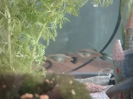 Does anyone be able to help me identify the pregnancy stage of my platy