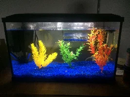 New and cycling tank