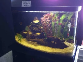 My Journey To Fish Keeping...