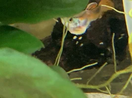 Guppy with swollen belly and yellow/white patch