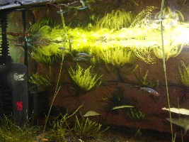 Badger's Sumatran Rice Paddy