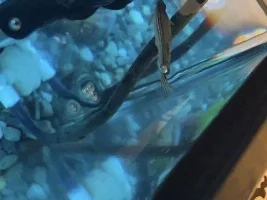 My zebra danio is acting strange.