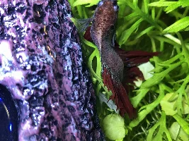 Help with betta.