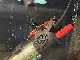 Do you have Cherry Shrimp?