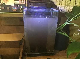 Starting 5 gallon betta fish planted tank, I have questions!