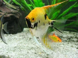 few god pics