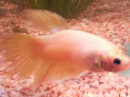 Female?