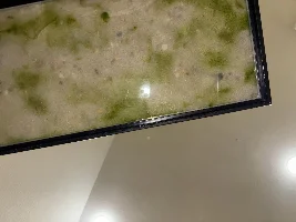 Algae???