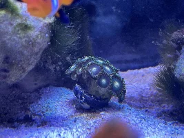 29g Saltwater Nano Tank