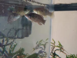 American flagfish clamped fins, lethargic, fatal