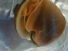 Mystery snail identification?