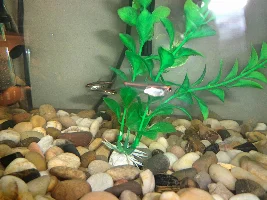 Glowlight Tetra