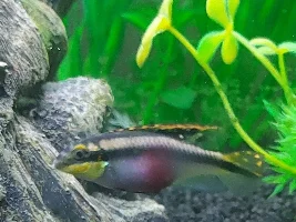 Kribensis breeding