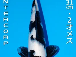 My first exclusive black koi guppy