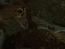 L128 Blue Spotted Pleco