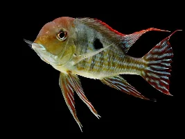 Geophagus "Red Head" now described as 𝐺𝑒𝑜𝑝ℎ𝑎𝑔𝑢𝑠 𝑝𝑦𝑟𝑜𝑐𝑒𝑝ℎ𝑎𝑙𝑢𝑠 Chuctaya et al, 2022