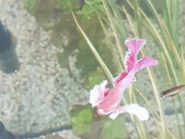 Betta problems fin rot see last post!!