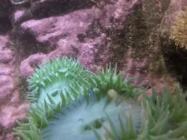Puget Sound Biotope