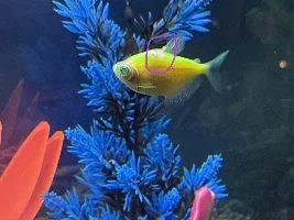 Tank Upgrade - Multiple Fish Death & More Sick