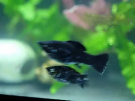 New Molly Colony! New adopted fish