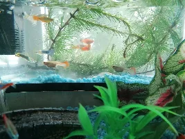Guppy pregnant