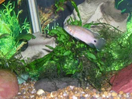 Some of our shared fish