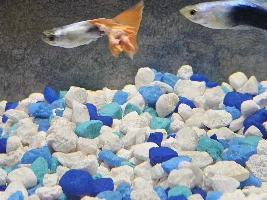 Guppy Disease question